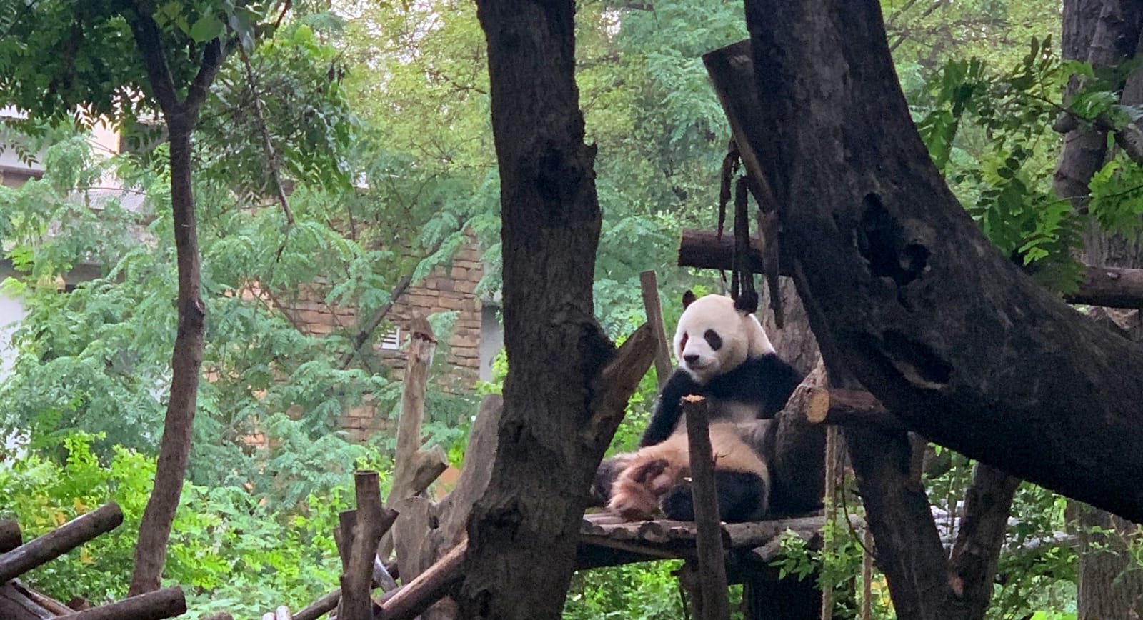 Chengdu with children - pandas and beyond